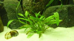 Cryptocoryne willisii 