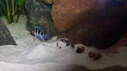 Neolamprologus tretocephalus