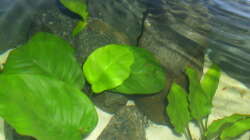 Anubias baterie von oben