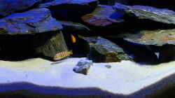 Besatz im Aquarium Little Malawi Tank