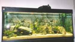 Aquarium Becken 170