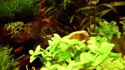 Aquarium Naturaquarium ( nur noch als Beispiel )