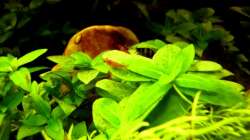 Besatz im Aquarium Naturaquarium ( nur noch als Beispiel )