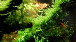 Aquarium Naturaquarium ( nur noch als Beispiel )