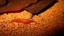 Besatz im Aquarium Naturaquarium ( nur noch als Beispiel )