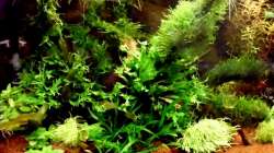 Aquarium Naturaquarium ( nur noch als Beispiel )