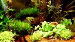 Aquarium Naturaquarium ( nur noch als Beispiel )