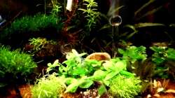 Aquarium Naturaquarium ( nur noch als Beispiel )