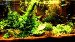 Aquarium Naturaquarium ( nur noch als Beispiel )