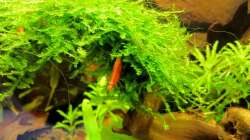 Besatz im Aquarium Naturaquarium ( nur noch als Beispiel )