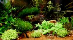 Aquarium Naturaquarium ( nur noch als Beispiel )