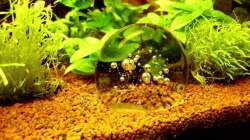 Aquarium Naturaquarium ( nur noch als Beispiel )