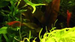 Besatz im Aquarium Naturaquarium ( nur noch als Beispiel )