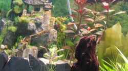 Pflanzen im Aquarium Becken 17019 - Ritas Wasserspiele