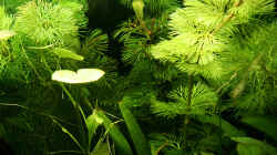 Pflanzen im Aquarium Green