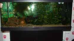 meine aquarium