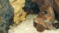 Pelvicachromis pulcher mit jongen