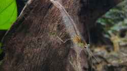 Cardinia multidentata - Amano-Garnele 1
