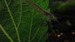 Amanogarnele -  Cardinia multidentata