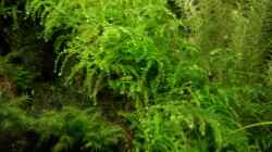China-moos - Vesicularia spec. sinensis `China`