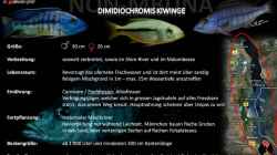 Artentafel - Dimidiochromis kiwinge