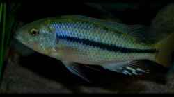Dimidiochromis kiwinge (male)