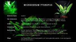 Microsorum pteropus (Javafarn)