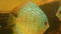 Besatz im Aquarium Diskus Becken