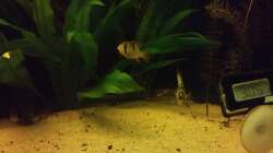 die neuen Schmetterlingsbuntbarsche