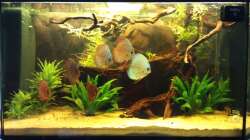 Aquarium Diskus Becken