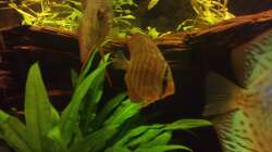 Besatz im Aquarium Diskus Becken