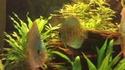 Besatz im Aquarium Diskus Becken