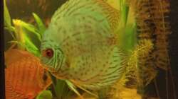 Besatz im Aquarium Diskus Becken