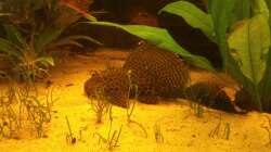 Besatz im Aquarium Diskus Becken