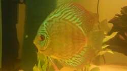 Besatz im Aquarium Diskus Becken