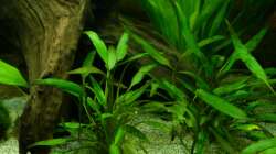 Cryptocoryne x willisii 30.12.12