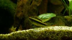 Purpur-Nachwuchs 16.07.13