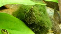 Sewellia lineolata 30.12.12