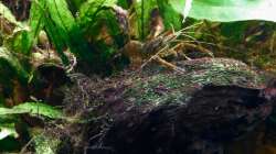 Ringelhandgarnele 08.04.12