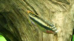 Purpurprachtbarsch 30.12.12