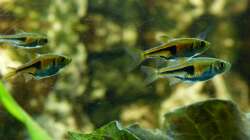 Espes-Keilfleckbärbling 16.07.13