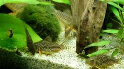 meine Corys 30.12.12