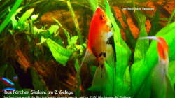 2. Gelege Skalare (1)   12.Dez.2010