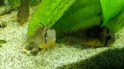 Pärchen Bolivianer, noch etwas schüchtern nach dem Umbau 30.12.12