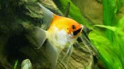 Flossensauger und Skalar Weibchen 30.12.12