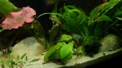 ´Pflanzen-Dschungle´ 30.12.12