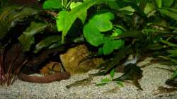 RHG in allen Größen, Sterbai Panzerwels und Flossensauger 07.08.15