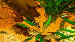 Corydoras sterbai und L 184 am 02.11.10