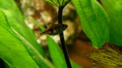 Espes-Keilfleckbärbling 16.07.13