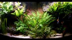 Frontalansicht 07.08.2015